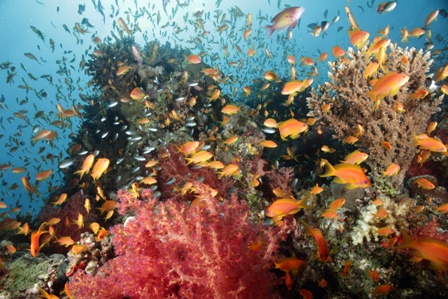 Anthias groupe